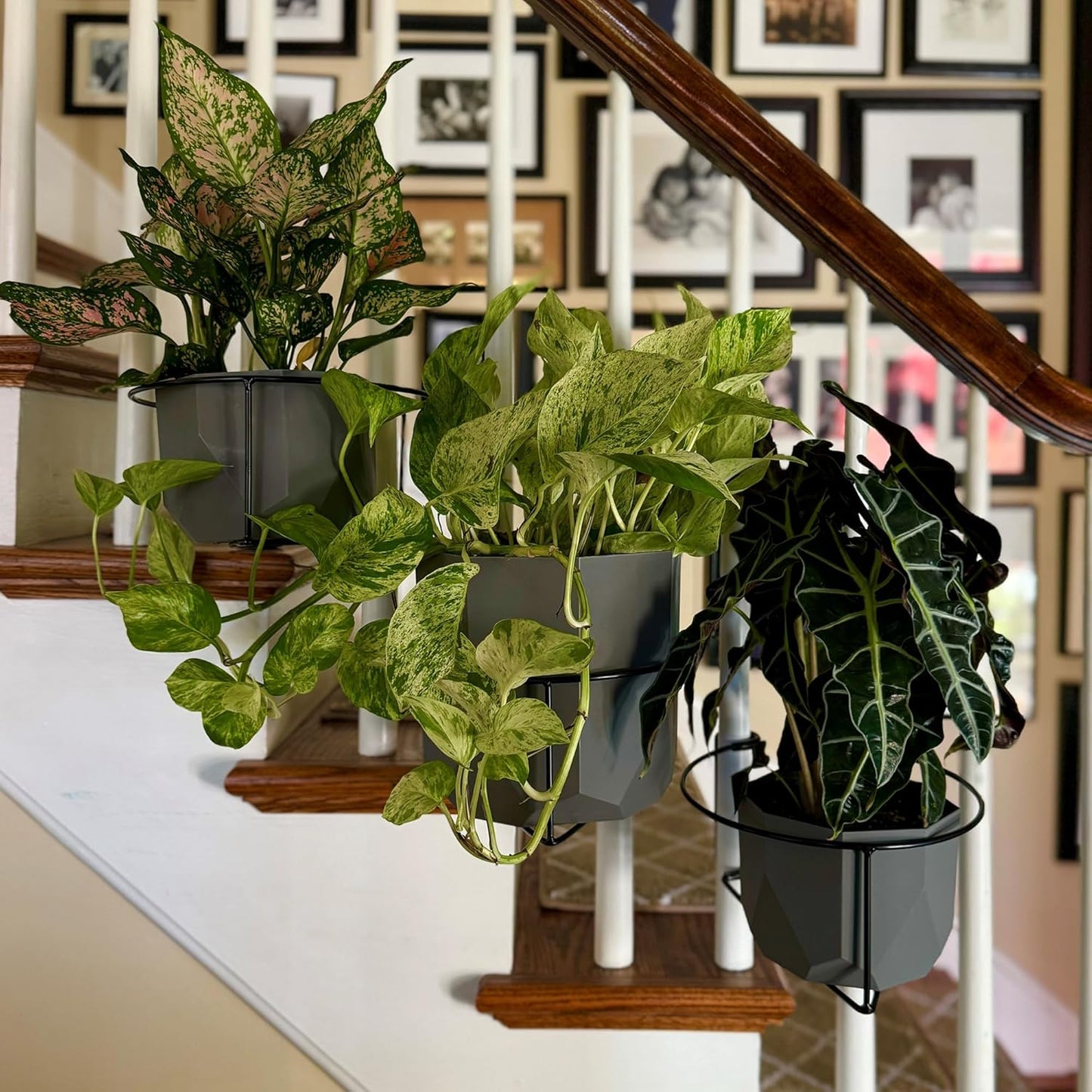 quavely™ - floating plant hangers (3 packs)
